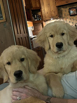Harrison x Cassie pups.