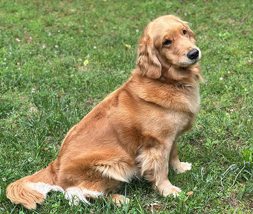 ginger