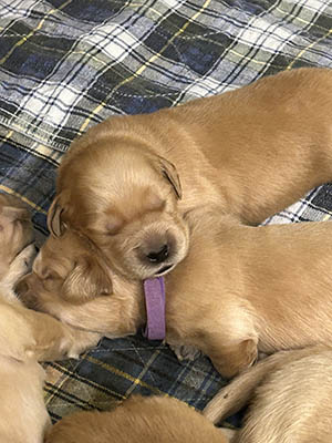 puppies 10 days old